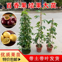 Hundreds of aromas of sweet and frugable fruits of the seedlings of the seedlings of the southern fruit seedlings of the southern fruit seedlings of the seedlings of the southern fruits of the year.