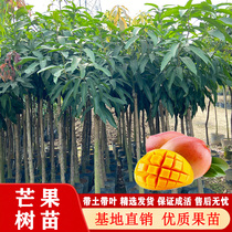 Mango Saplings Graft Mango Miao South North Planting Four Seasons Red Noble Princess Golden Huang Mangdae Farm Seedlings Tree Results Year Ago