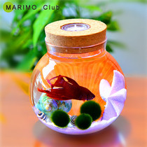 Eco bottle micro landscape aquarium landscape bucket fish tank office desktop living room glass fish tank ecological ball micro landscape