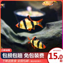 Living ornamental fish tropical fish living small ornamental fish tiger skin blue tiger skin golden tiger skin swimming well