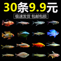 Tropical ornamental fish guppies small freshwater fish fry zebra fish viviparous fish lantern fish fish fairy fish red light