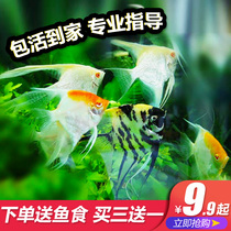 Angelfish live ornamental fish swallowtail Peruvian colorful fairy fish red-headed glass fish small tropical fish free of mail
