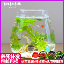 Ecological bottle fish micro landscape aquarium landscape DIY micro landscape office desktop living room glass landscape bucket fish tank