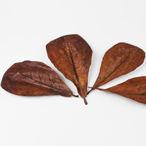 Douyu Lam leaf family box acid reduction regulation to improve water quality Tropical dragon fish turtle shrimp fish tank acid water Family pH value