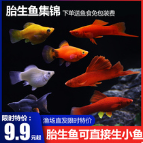Living ornamental fish Mary fish red arrow red Mary Mickey peony oil removal film fish viviparous fish small tropical fish