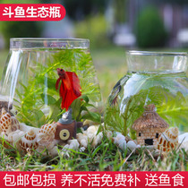 Ornamental ecological bottle bucket fish tank water-free water-free care diy aquarium office desktop creative landscape fish tank