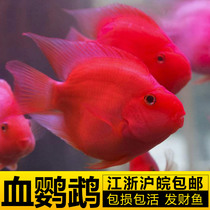 Parrot fish live mini good-raised ornamental small fish large authentic head red blood red fish tropical freshwater goldfish