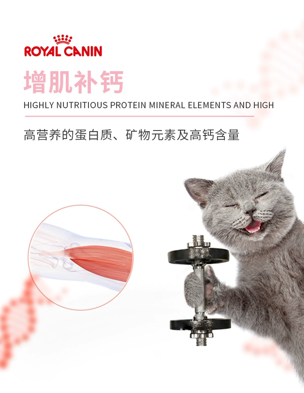 Royal Cat Food k36 / 2kg mèo con (tháng 1-12), bánh sữa mèo, mèo cai sữa và thức ăn chủ yếu cho mèo tự nhiên 4 kg - Cat Staples