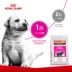 Royal A3 Dog Food Puppy Food Tất cả các giống chó Universal Teddy Golden Retriever 3.5 / 8kg Thức ăn cho chó con chó cỡ lớn - Chó Staples