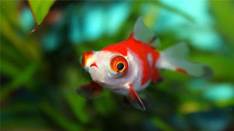 嫌換水麻煩 專業人士教你快速換水不傷魚 淘寶海外