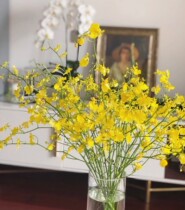 A bunch of 10 lemon-colored dancing orchids have a long flowering period (minimum 3 pieces for the entire site will be shipped by SF Express)