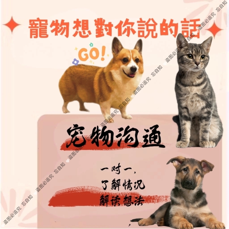 Pet Communication: Cats and Dogs, Pet Communication with Kittens and Puppies, Asking for Advice from a Consultant, Pet Cat Emotions