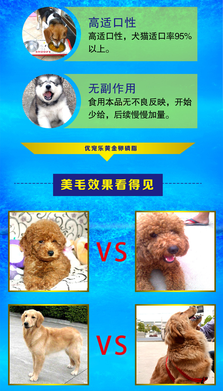 Dog lecithin teddy vàng tóc vẻ đẹp bột pet lecithin cat puppies màu đen mũi sản phẩm sức khỏe tự nhiên cho mèo con uống sữa gì