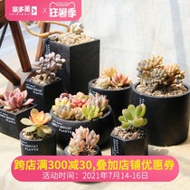 Vegetable beauty creative succulent plant pot coarse pottery Simple European personality succulent plant pot Cement plant pot pot