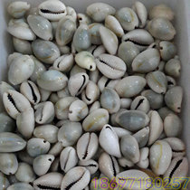 Marriage Price: Conch Natural Phnom Penh Conch Manza Tribute 100g 7 yuan