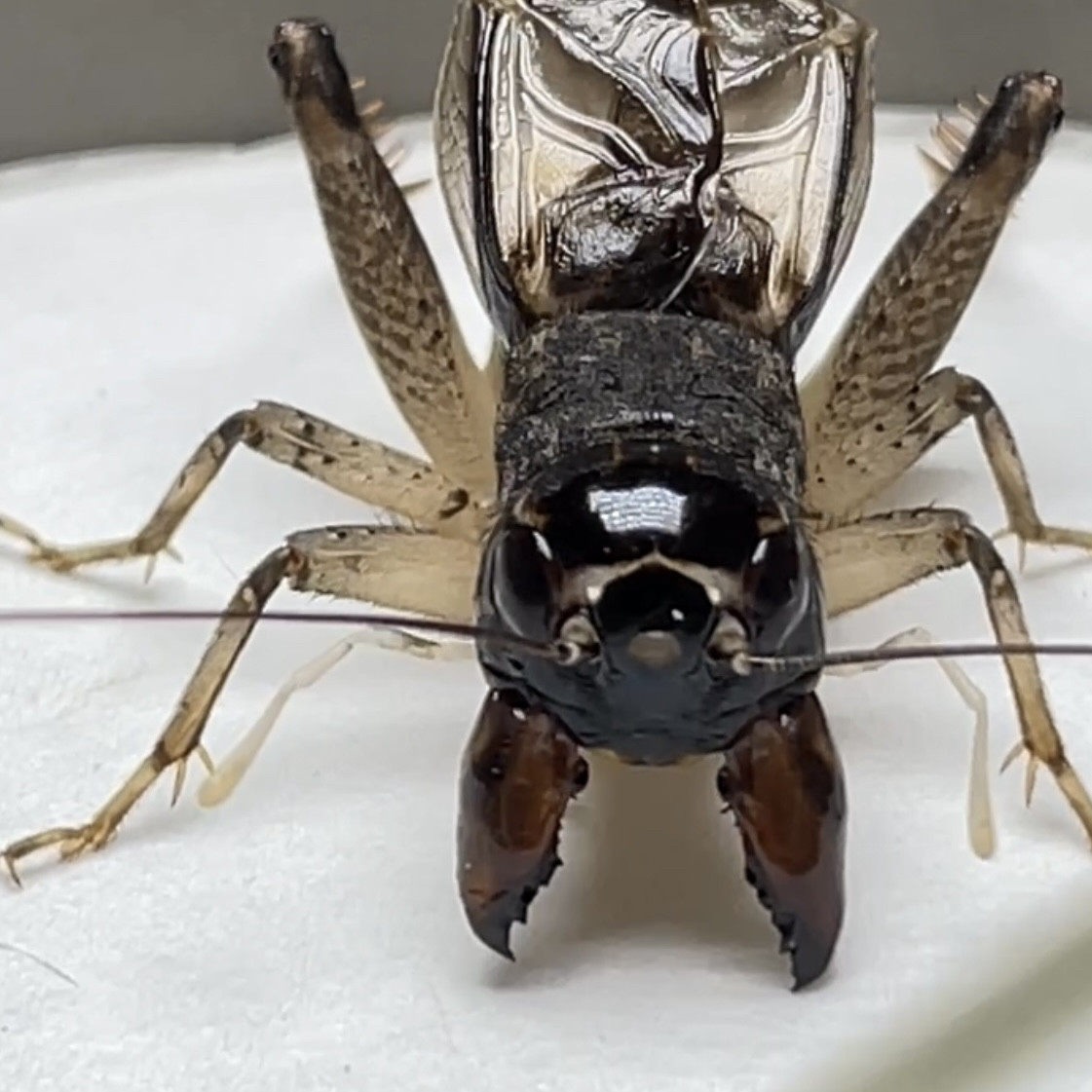 精品蟋蟀盆| 南盆苏州袁中华作品| 蛐蛐罐雕刻盆八仙盆，收藏级艺术珍品