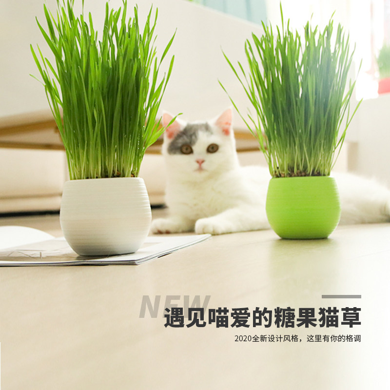 Catnip grass potted set hydroponic cat grass seed catnip ball biscuit to remove hair ball hair nutrition cat snack