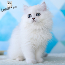 Kinjila cat pet cat cub cat live Lauren kitten live purebred long-haired Persian kinjila