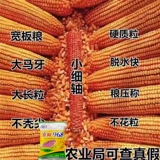 Jingke 968 Высокие семена кукурузы Daquan DWARF Двойные стержни, засухи, устойчивость к наводнениям, болезнь, анти -сельскохозяйственные науки, национальные науки, национальные исследования