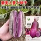 100 фиолетовая редька красоты