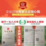 Синзджинчун № 4 Теплостойкость семян огурца, холодная стойкость, огурец, огурец, ранняя весна четыре сезона, семена овощей с высоким уровнем устойчивости высокого урожая