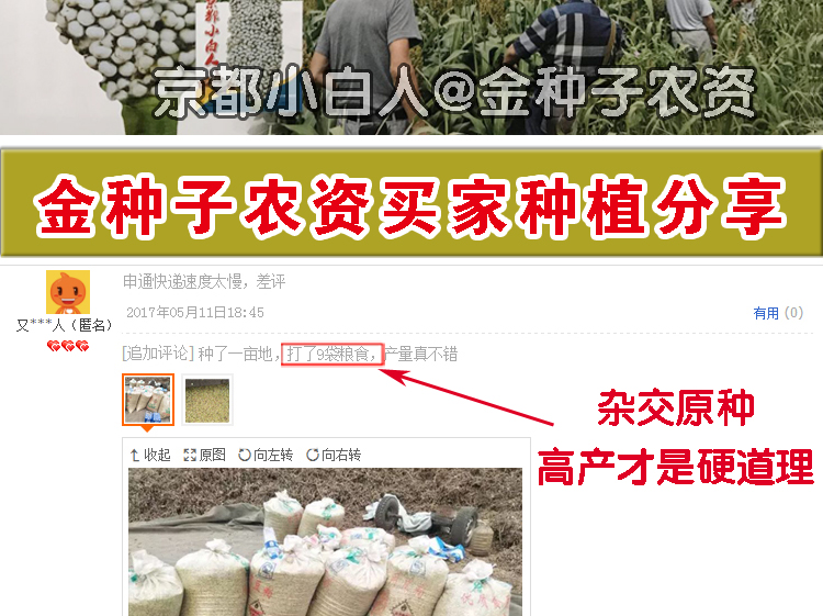 食用矮高粱种子白高梁种子京都小白人高产白高粱米中国农科院 双ii大促 食用矮高粱种子白高梁种子京都小白人高产白高粱米中国农科院 双ii大促