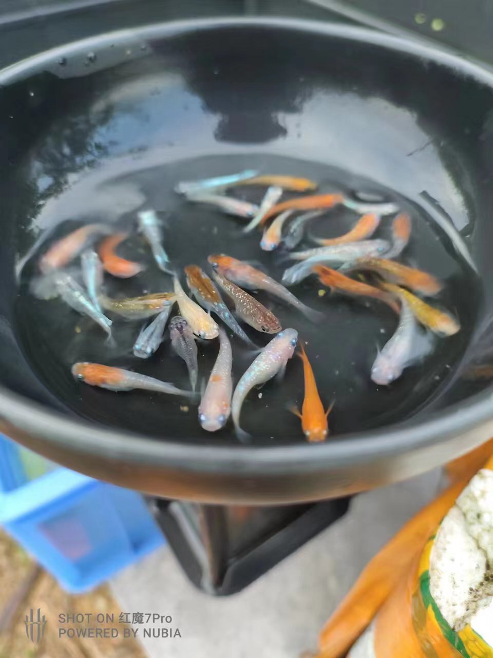 观赏鱼青鳉鱼场