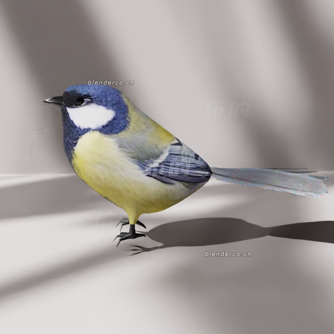blender小山雀模型_blender布的36