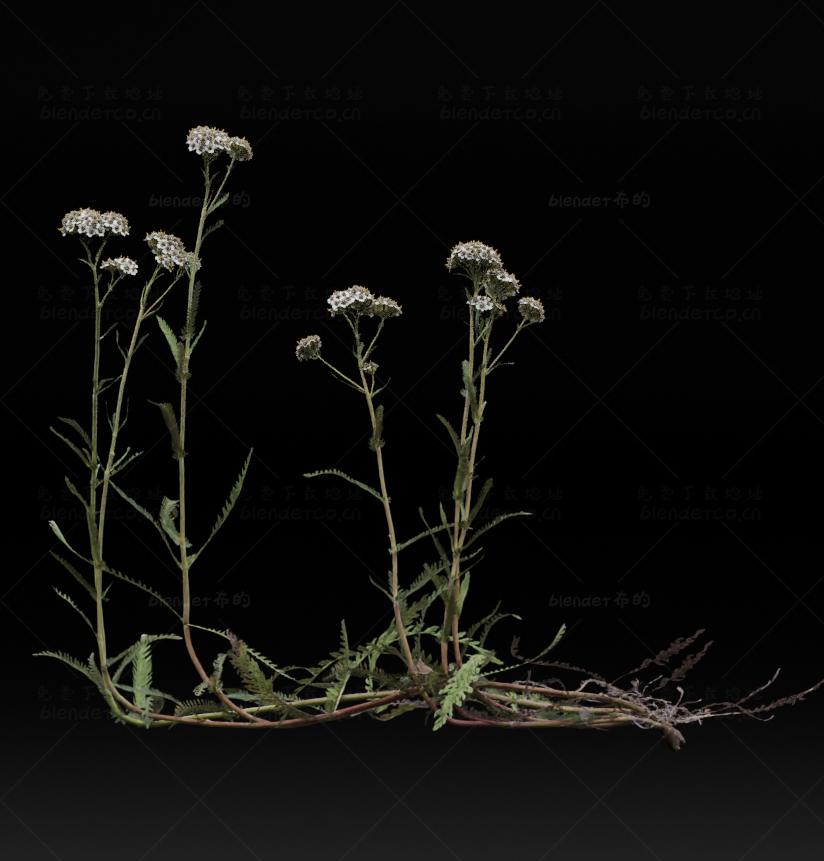 blender写实植物花草模型blender布的04