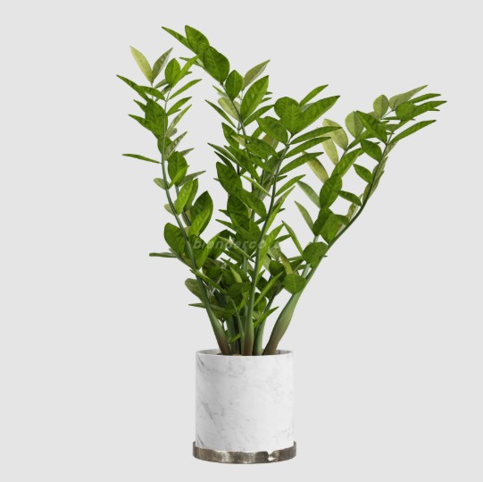 绿植盆栽绿萝