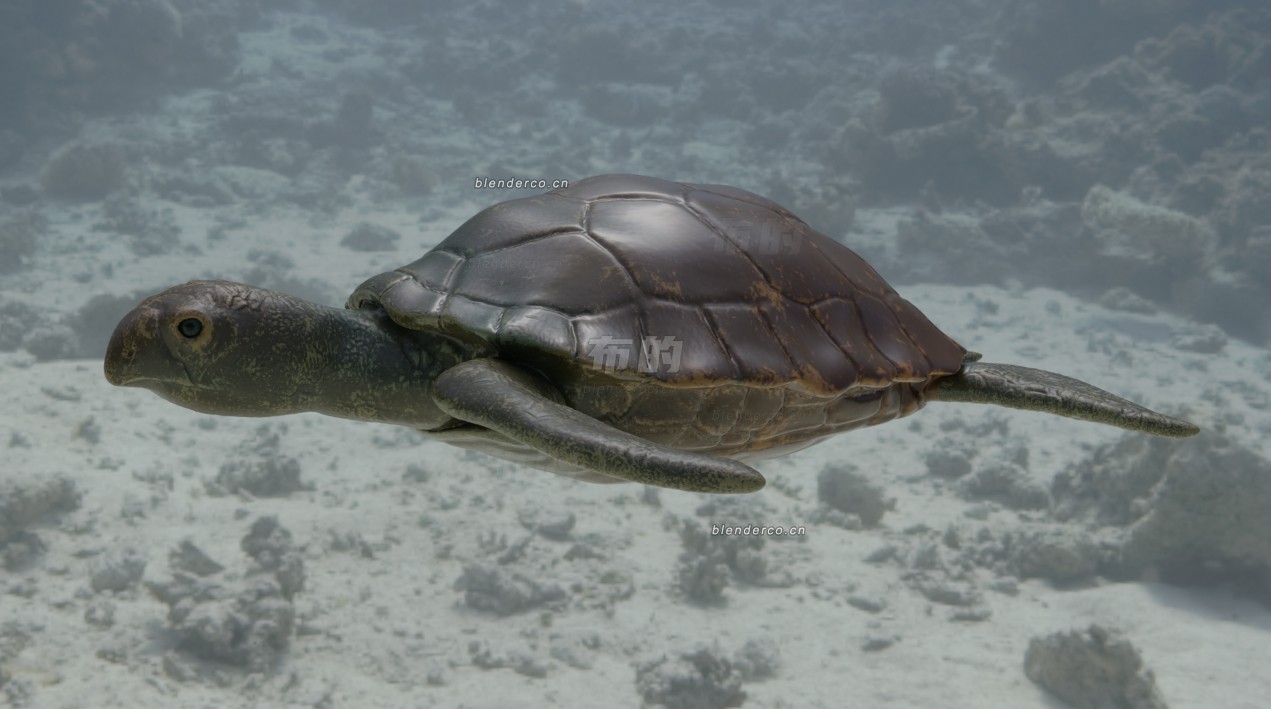 海洋生物资产（长期更新）——海龟   作者：荒小酒！