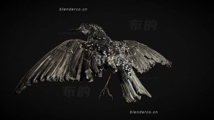 11-死鸟.jpg