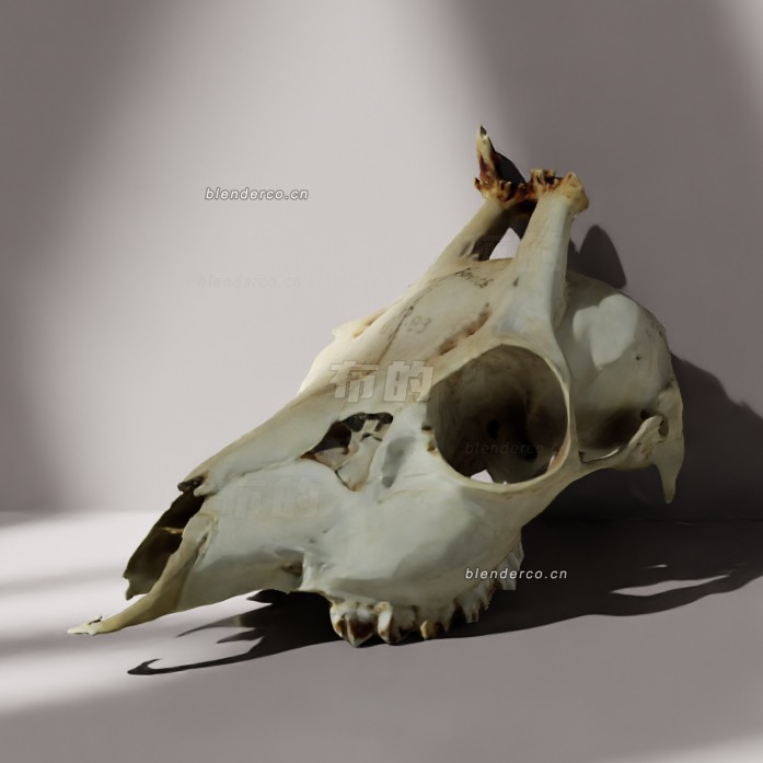 blender鹿头骨模型_blender布的107