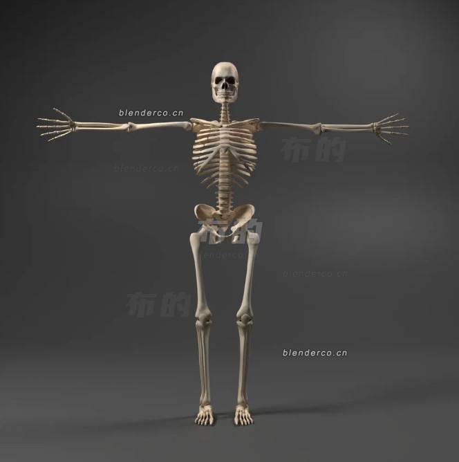 04-人体骨架.jpg