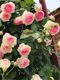 Thornless rose flower six-year-old seedling climbing vine authentic multi-flowered large-flowered shrub rose flower garden plant pairing