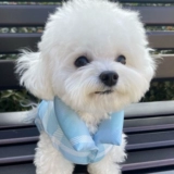 Зимняя одежда для собак, утолщенная и теплая для собак и кошек, двуногая одежда для маленьких и средних собак зимой.