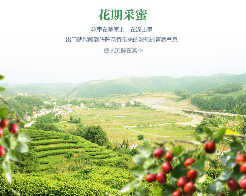 480g枣花蜂蜜-详情页_04