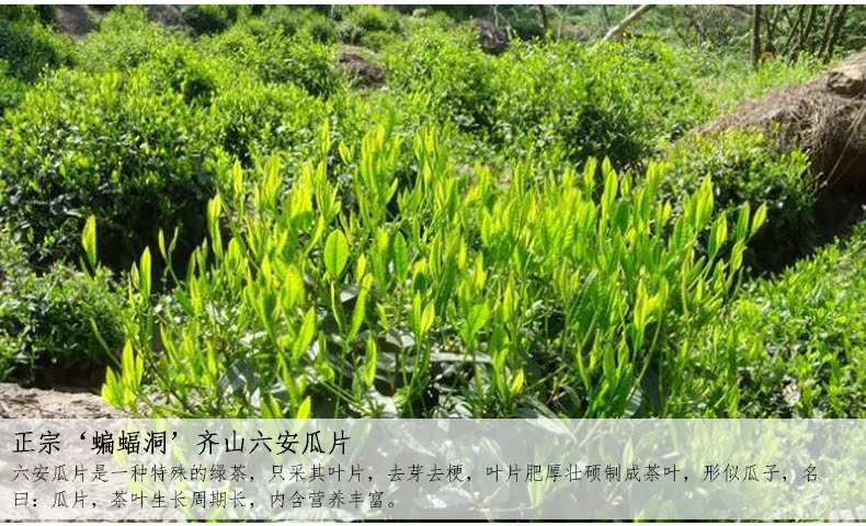 汉唐清茗雨前特级绿茶 纯手工原产地六安瓜片茶叶老茶客自喝250g