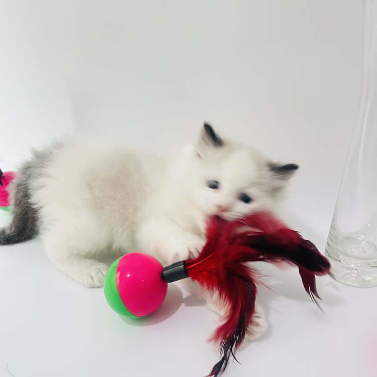 Pet supplies tumbler feather tumbler mouse educational toy cat ball cat toy kitten funny cat