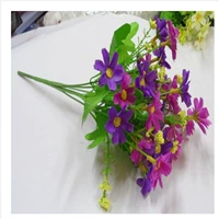 Сяо Зуджу Пурпур