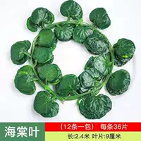 36 ломтиков листьев бегонии