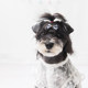 ການຕັດຜົມສັດລ້ຽງຫົວອຸປະກອນຢາງພາລາຊຸດ bb clip hair clip puppy Yorkshire Schnauzer Maltese shredded hair clip