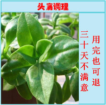 Shixian herbal tea headache ointment non-migraine neurotic vasospasm headache menstrual period refractory cluster