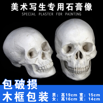  Skull plaster statue Art teaching aids Plaster avatar sculpture Plaster sculpture Sketch Plaster avatar model skull