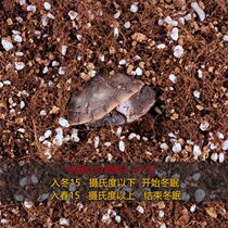 Versatile grass Turtle spider Fortune Turtle Climbing Special Equipped Sand Corner Frog Turtle Hibernating Sandy Soil Moisturizing Coconut Earth