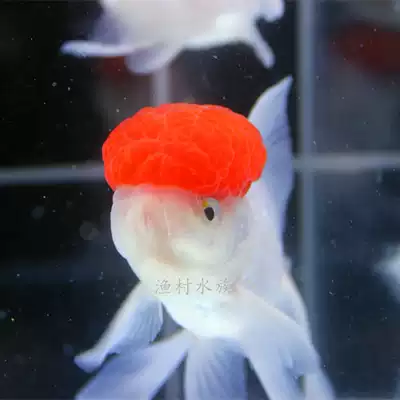 精品鶴頂紅金魚丹頂紅觀賞魚小紅帽淡水冷水魚活體魚好養耐活魚苗