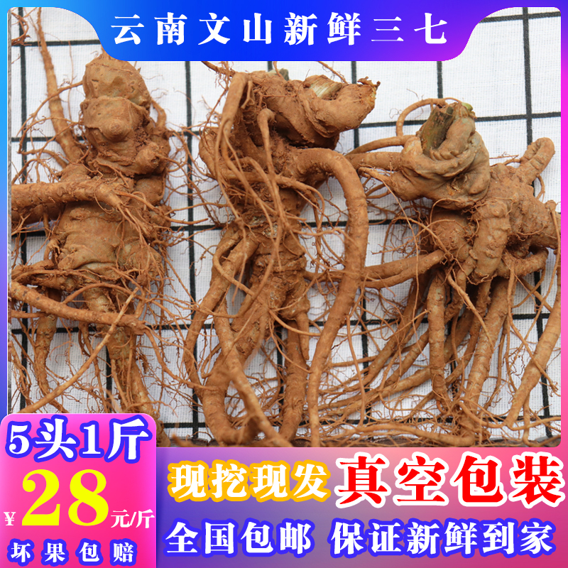 Yunnan Wenshan Fresh 37 Four years of life 37 Tian Seven Infused Wine Medicinal Herbs 15 Head 500 gr