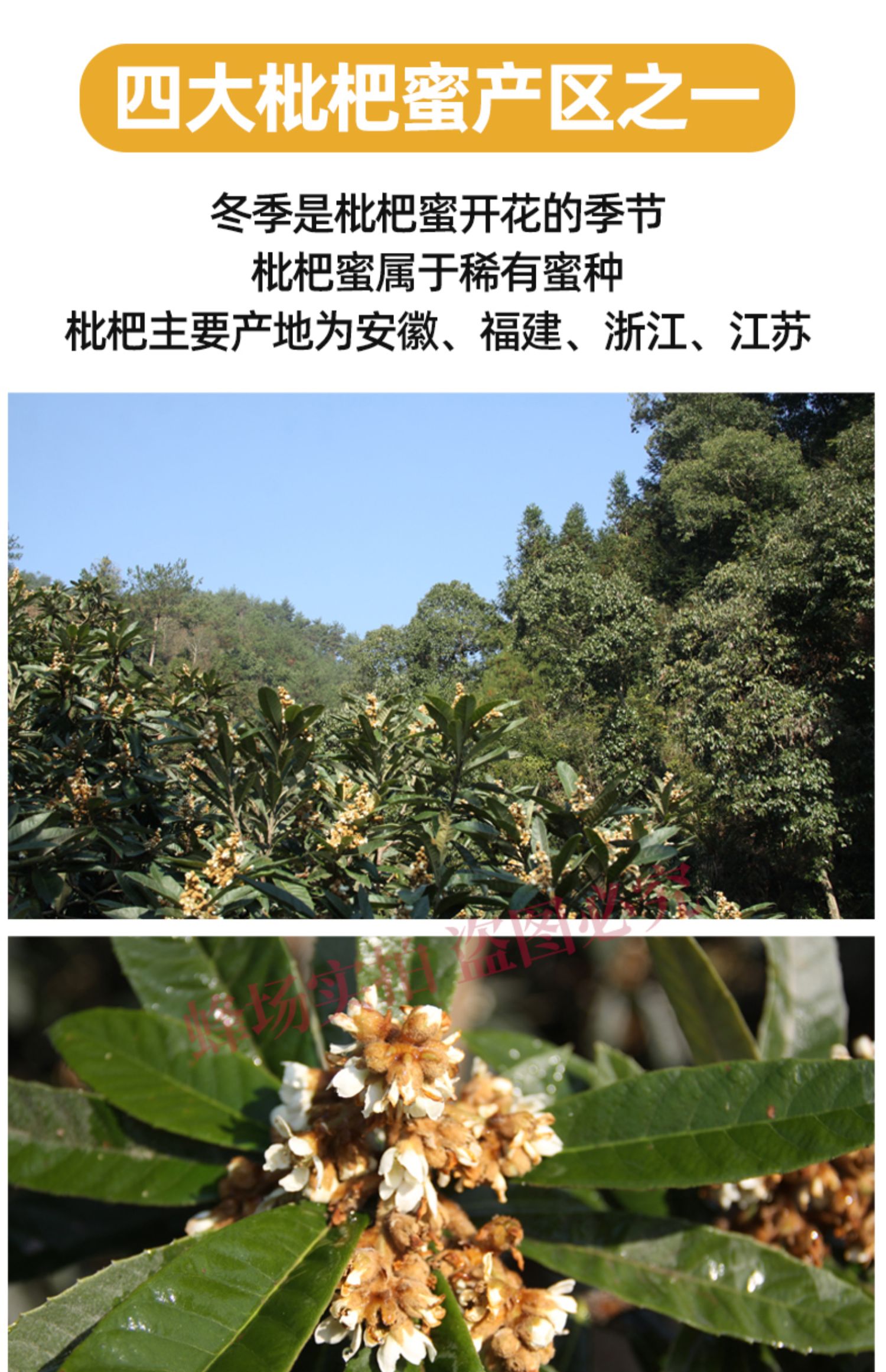 【徽黄】农家自产野生百花蜂蜜500g