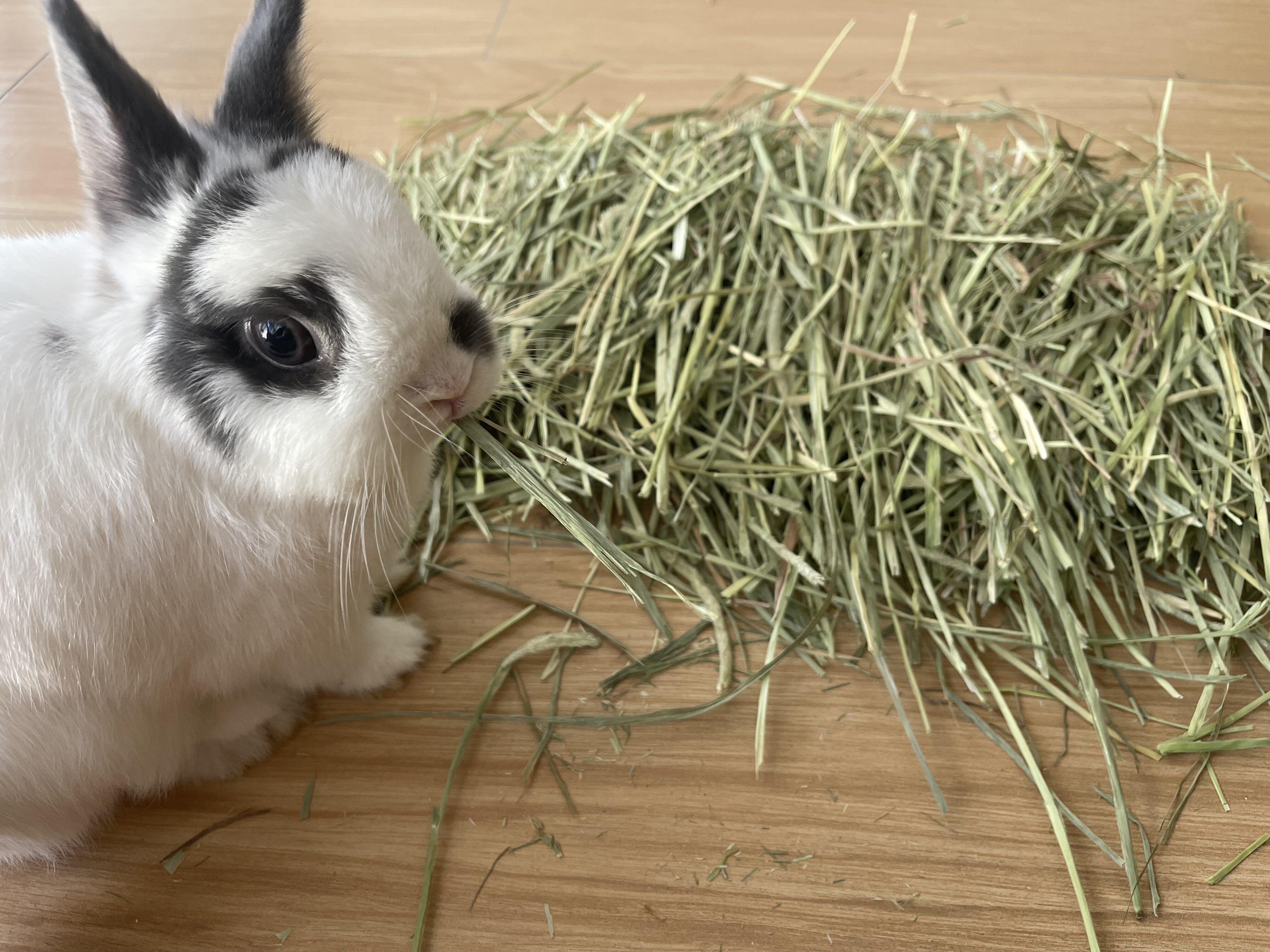 2022 Canadian Timothy New Grass SP Super Premium Grade plus Leaf Balance, Newly Added P Grade Plus