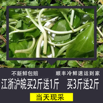 Fresh wild maran head net dish 2 catties to make fresh vegetable fresh wild vegetables now cut and crooked crooked dish